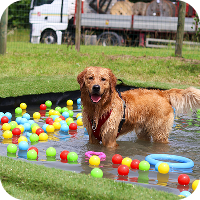 La dysplasie des hanches chez le chien